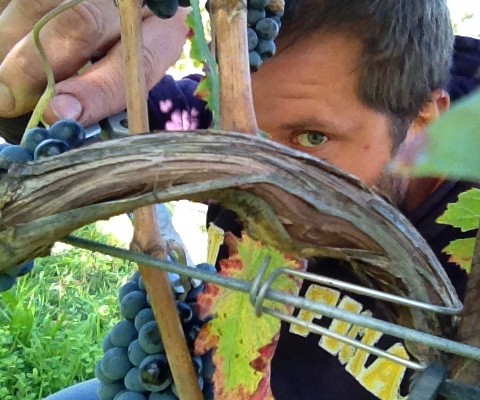 #Harvest2015 (dal primo chicco all’ultima oliva!)