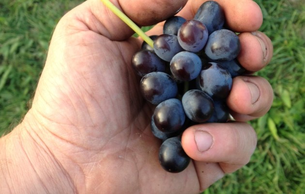 Estate finita… vendemmia pure!