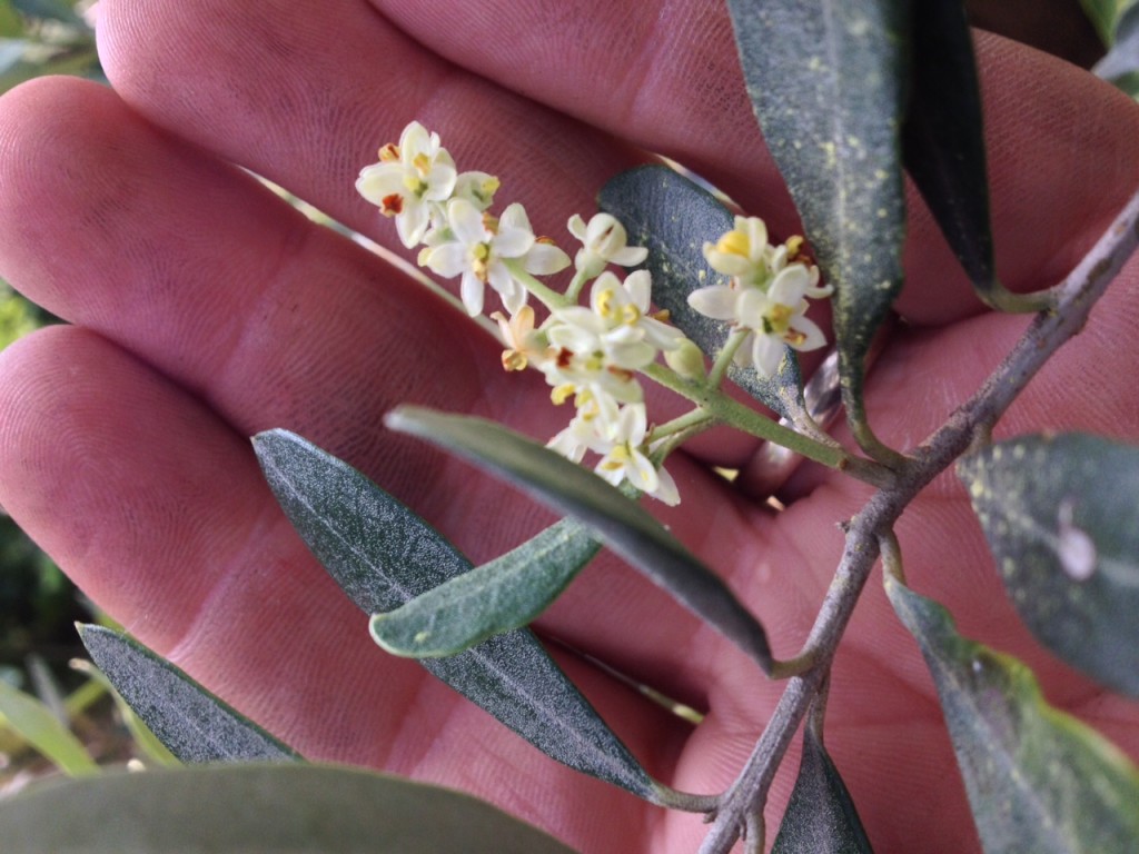 fioritura olivo