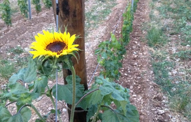 Vento d’estate….io vado in vigna voi che fate?