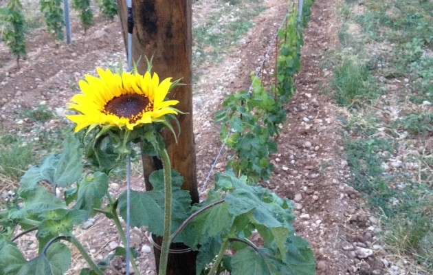 Vento d’estate….io vado in vigna voi che fate?