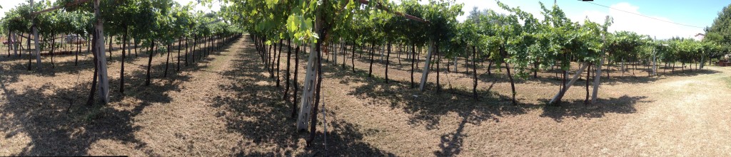 vigneto@bigagnoliwines