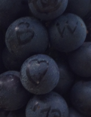 Vendemmia: andata!